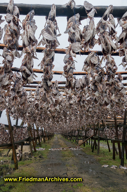 drying,fishing,millions,billions,fish heads,market,export,middle of nowhere,